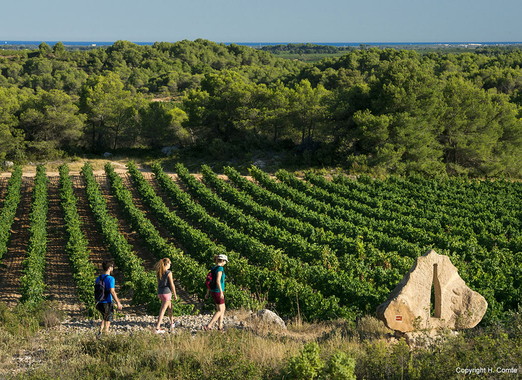Visita a los viñedos de la ruta del vino.